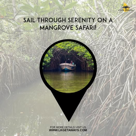 Discover the Wonders of a Sri Lanka Mangrove Safari