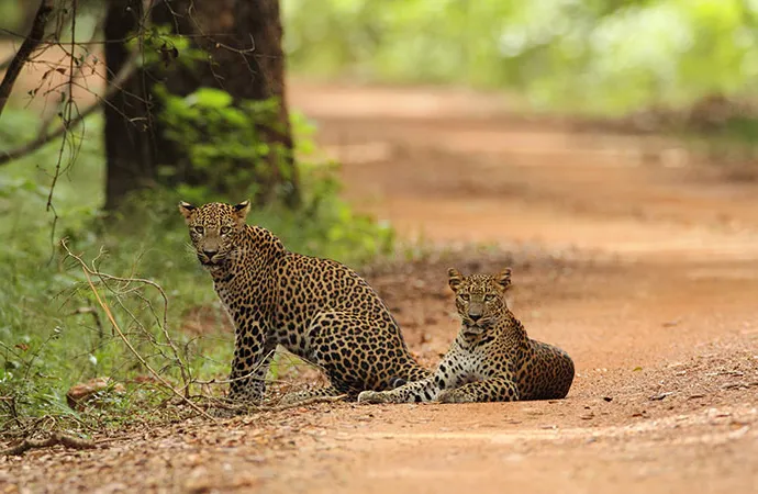 Discovering the Wonders of Wilpattu National Park