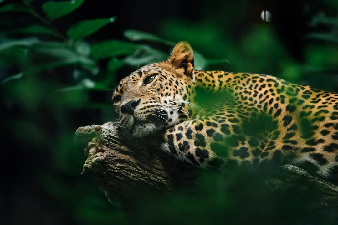 Yala National Park Safari Guide — Leopards, Tips & Best Time to Visit